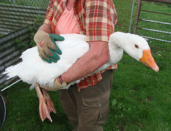 Holding a goose in a human way