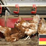 Chickens in barn and a German flag is on the picture.