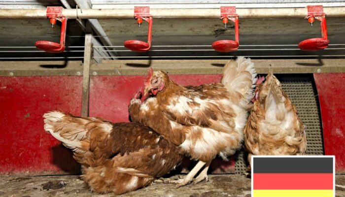 Chickens in barn and a German flag is on the picture.