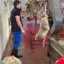 A man in a slaughterhouse is hoisting a sheep alive.