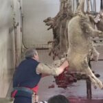 a man cuts the throat of a sheep