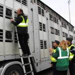 Police inspected a large commercial livestock truck with salers cattle from an assembly center in southern France
