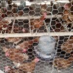 chickens in a chicken pen with perching facility