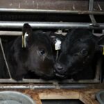 two black calves with metal bucket in individual boxes on a fattening farm