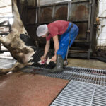 the throat of a cow hoisted alive is cut by a worker in the slaughterhouse