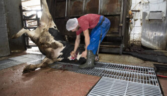 the throat of a cow hoisted alive is cut by a worker in the slaughterhouse