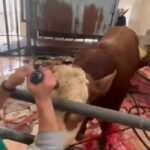 A cow in a turkish slaughterhouse is stunned with a stunning device