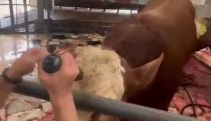 A cow in a turkish slaughterhouse is stunned with a stunning device