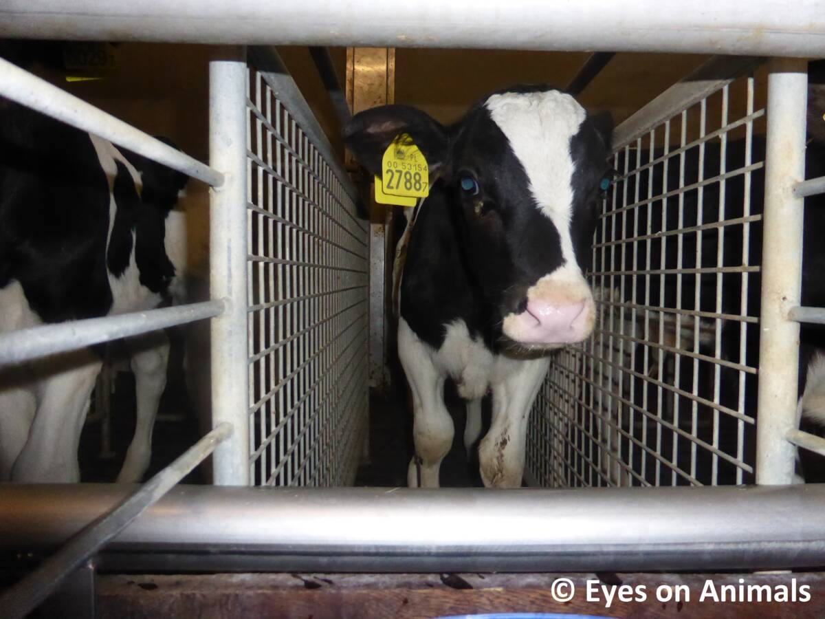 Unweaned calf in single box on concrete floor