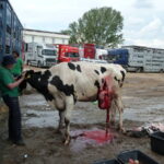 Margreet on Turkish border with vet and cow that gave birth