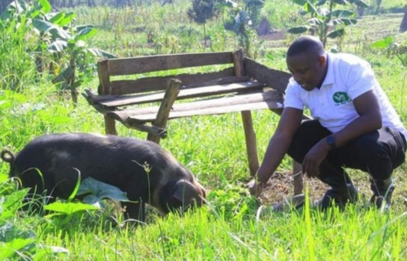 pig tied up at the leg on short rope without protection from the sun or ability to roam around