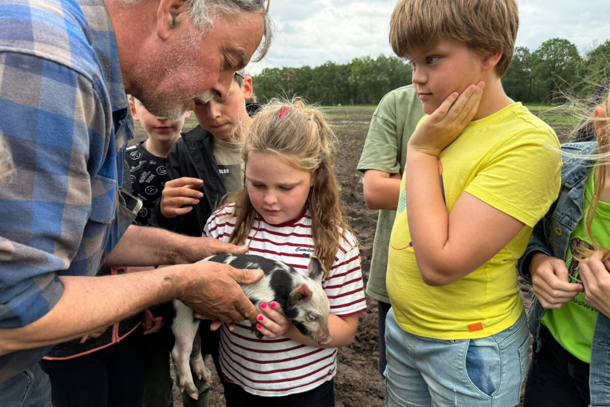 Dr. Kees Scheepens met kinderen bij de varkens op zijn Educatief Centrum voor Varkensgedrag en Varkenswelzijn