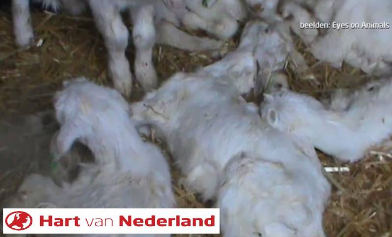 Broadcast goat farms Dutch TV